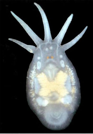 bhl_au's tweet photo. What's a temnocephalan? Find out via @museumsvictoria's Science Reports, our newest #InCopyright title on @BioDivLibrary. https://t.co/060zEiY3F2 #OpenAcess via @atlaslivingaust https://t.co/876704dEdf
