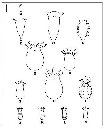 bhl_au's tweet photo. What's a temnocephalan? Find out via @museumsvictoria's Science Reports, our newest #InCopyright title on @BioDivLibrary. https://t.co/060zEiY3F2 #OpenAcess via @atlaslivingaust https://t.co/876704dEdf