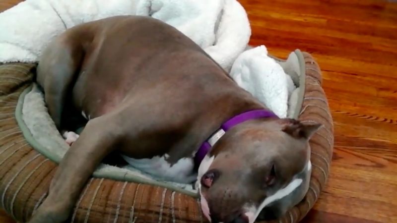 TheAVClub's tweet image. Put the #WinterOlympics on paws and watch Hallmark’s American Rescue Dog Show trib.al/EnBuoNj