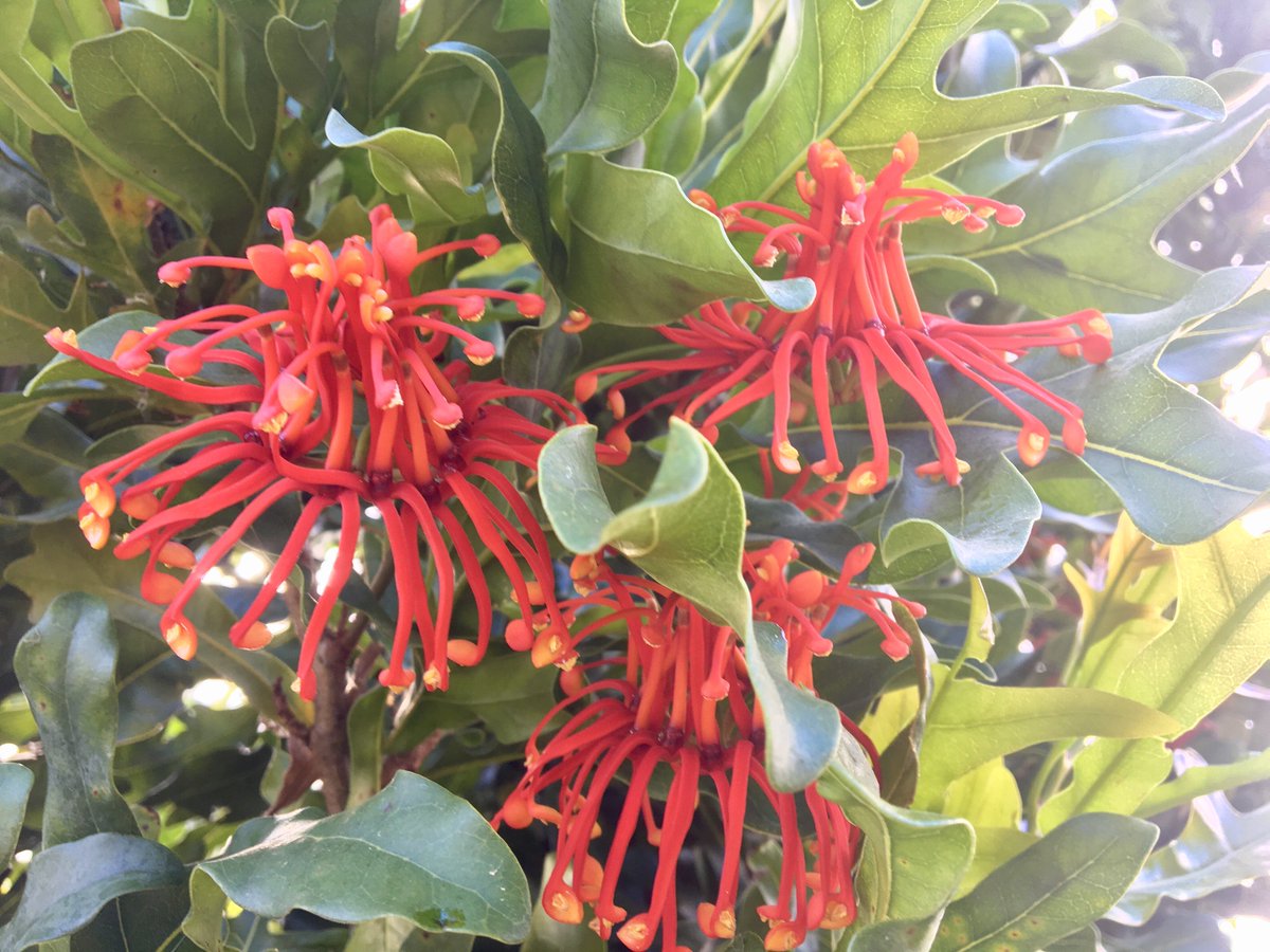 BotGardensSA's tweet photo. Our ever-popular Firewheel trees (#Stenocarpus sinuatus) #Proteaceae are looking great just south of #Adelaide #BotanicGarden's wave sculpture. I wonder how they got their common name? π€π₯ https://t.co/ahqDOGLPce