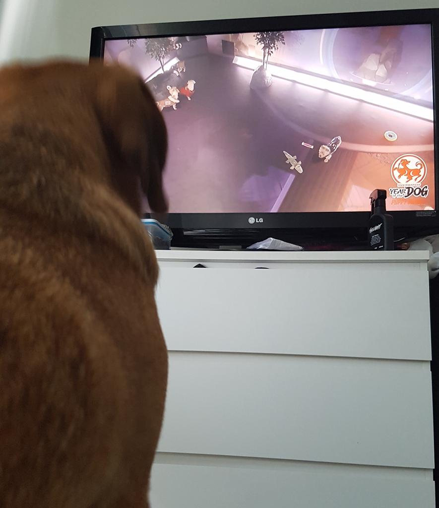 Watching #Overwatch #puppyrumble #OverwatchDogs with Fred today