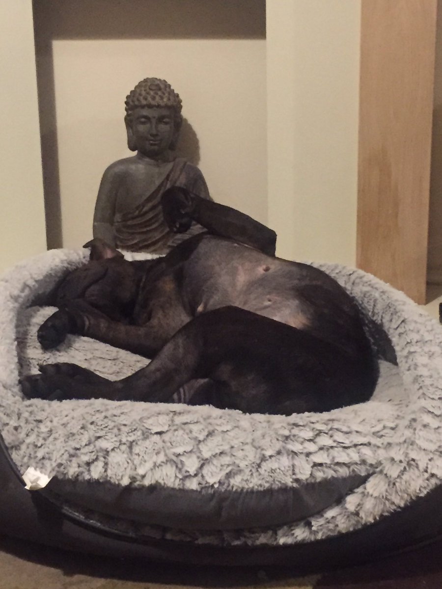 sharpullcoco's tweet photo. Ok the hoomans won! Im currently protesting about how uncomfy my bed is.....is it working? #staffy #sharpull #rescuedog #meanhoomans https://t.co/GV85pgDY0f