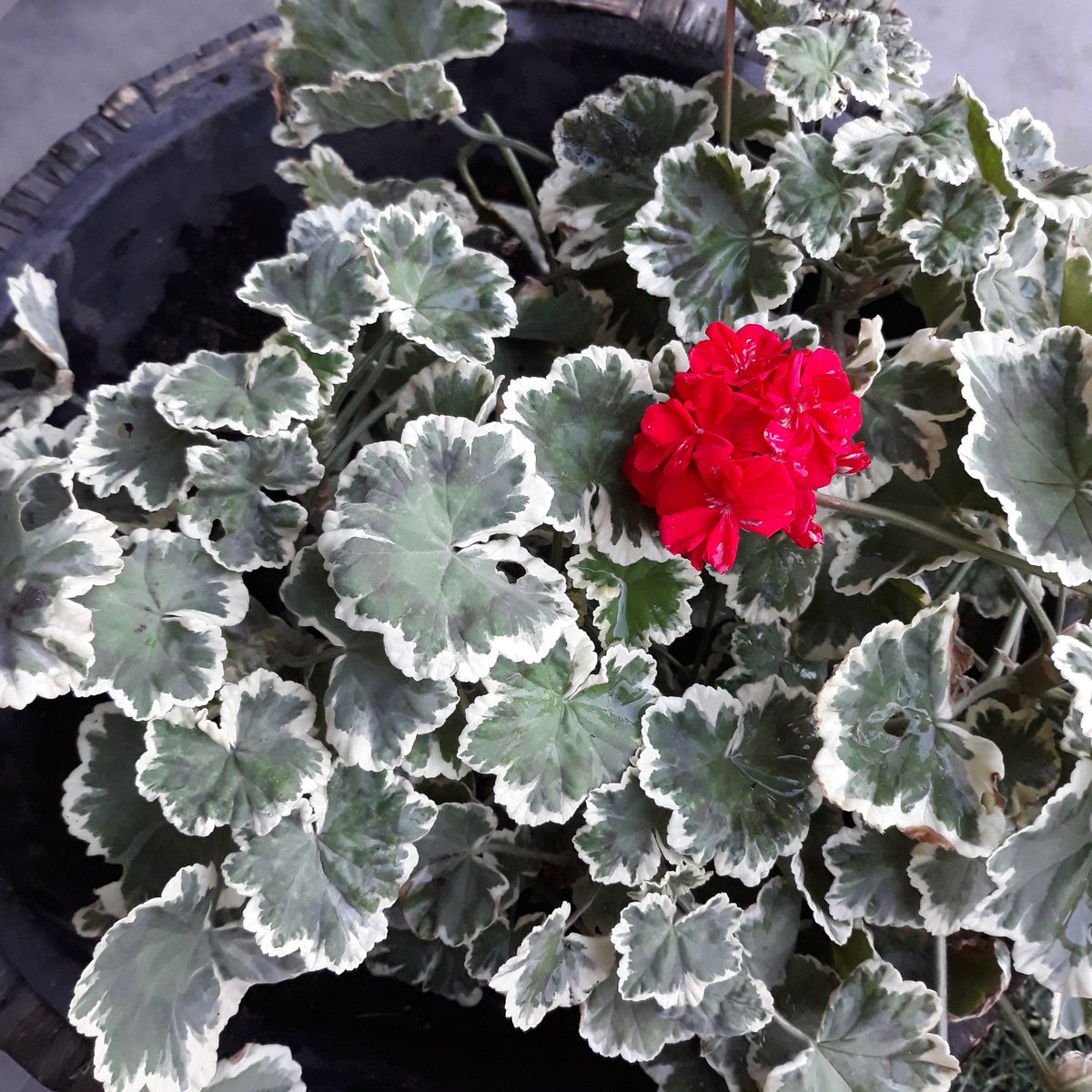 Cclaperl_'s tweet photo. #cardenal #variegado https://t.co/sdl90aBd1g