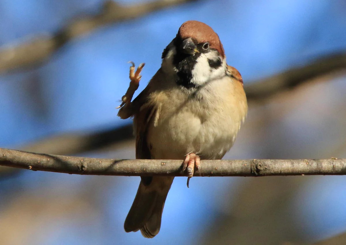 すずめは人の顔を覚えてる？カメラを向けると…