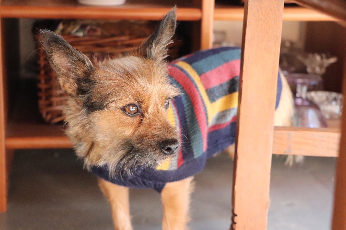 Bancroft Pet Shop Twitter