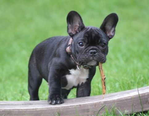 WaggingTailsPR's tweet image. Just because guarding food and toys is your #dog's natural instinct doesn't mean that it isn't a problem. Get the scoop on #resourceguarding on the blog: buff.ly/2EvpYVn