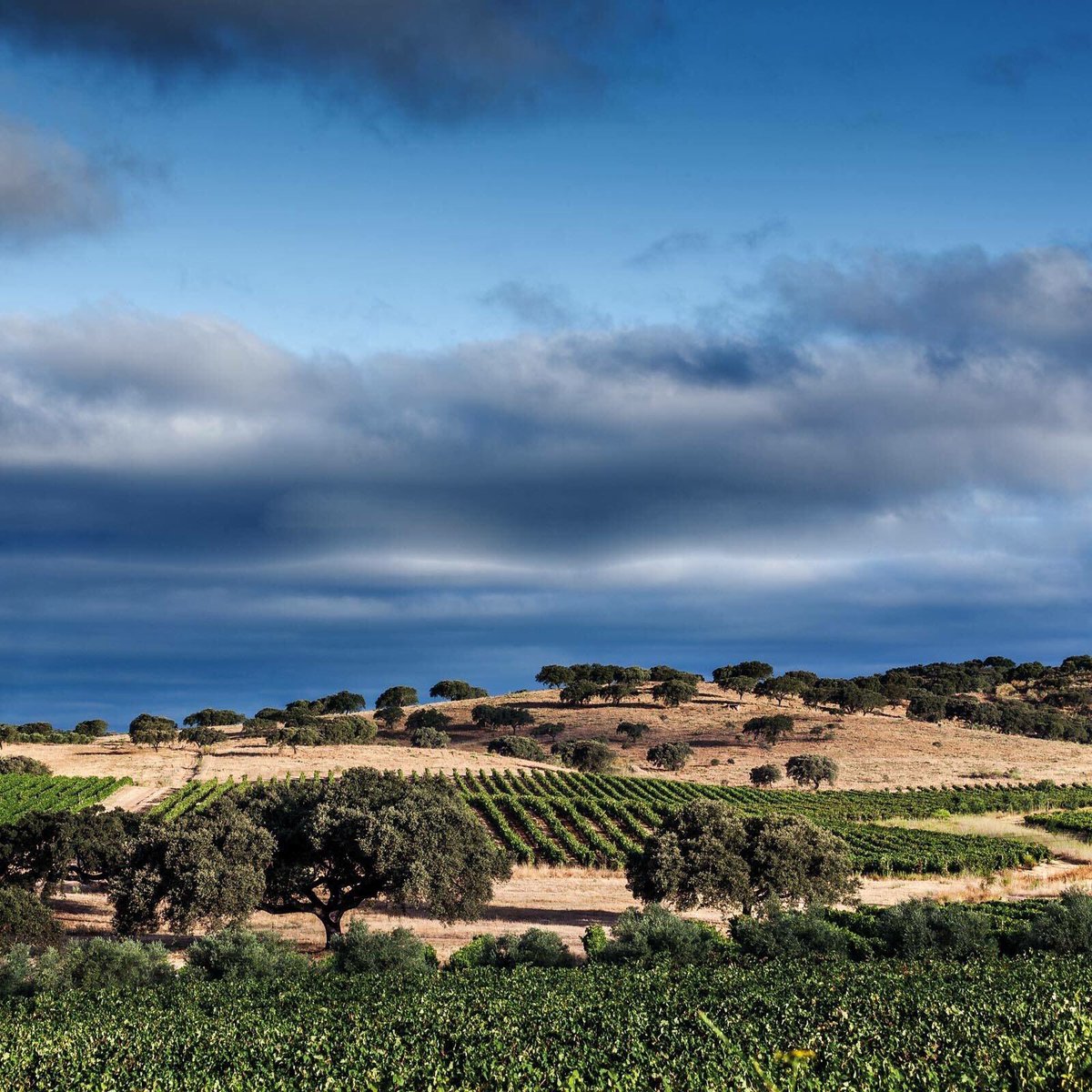 vinhos_alentejo tweet picture