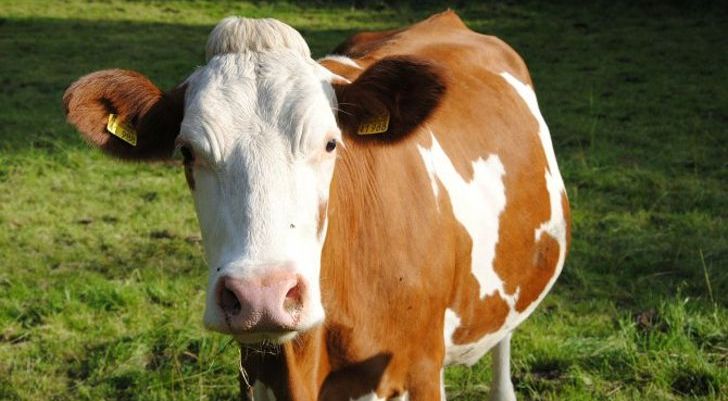 EP_Mundo's tweet photo. ► La sorprendente historia de una vaca tras huir de ir al matadero
 
https://t.co/WwheWHn8XA https://t.co/ZsTh3Yyjcv