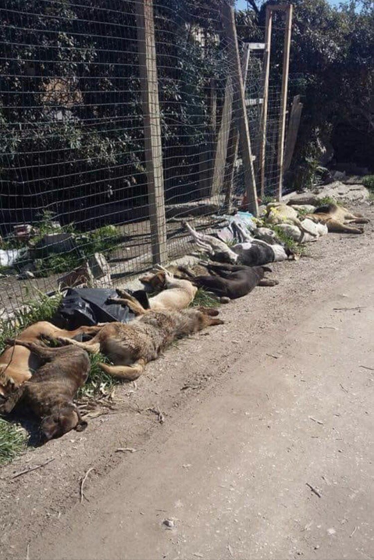 Strage di cani a Sciacca, come può succedere!