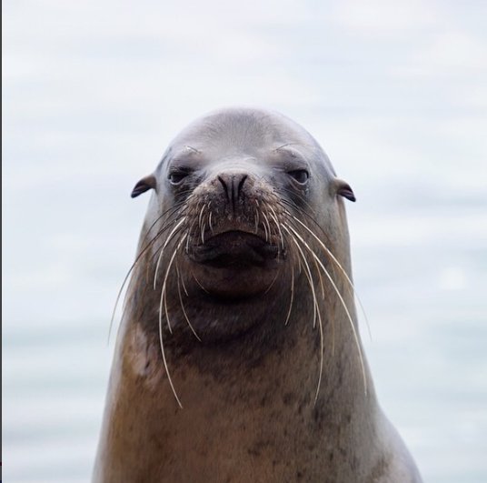 PacificTheory's tweet photo. When you wake up and realize it’s Monday... @Oceana https://t.co/La6QLU88R3