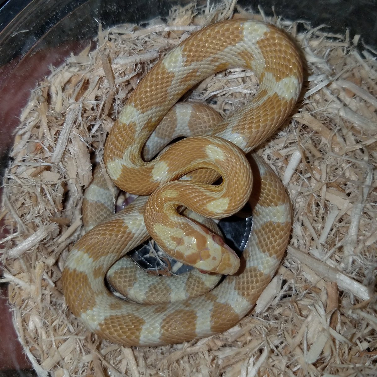 MidExoPets's tweet image. Two new additions.