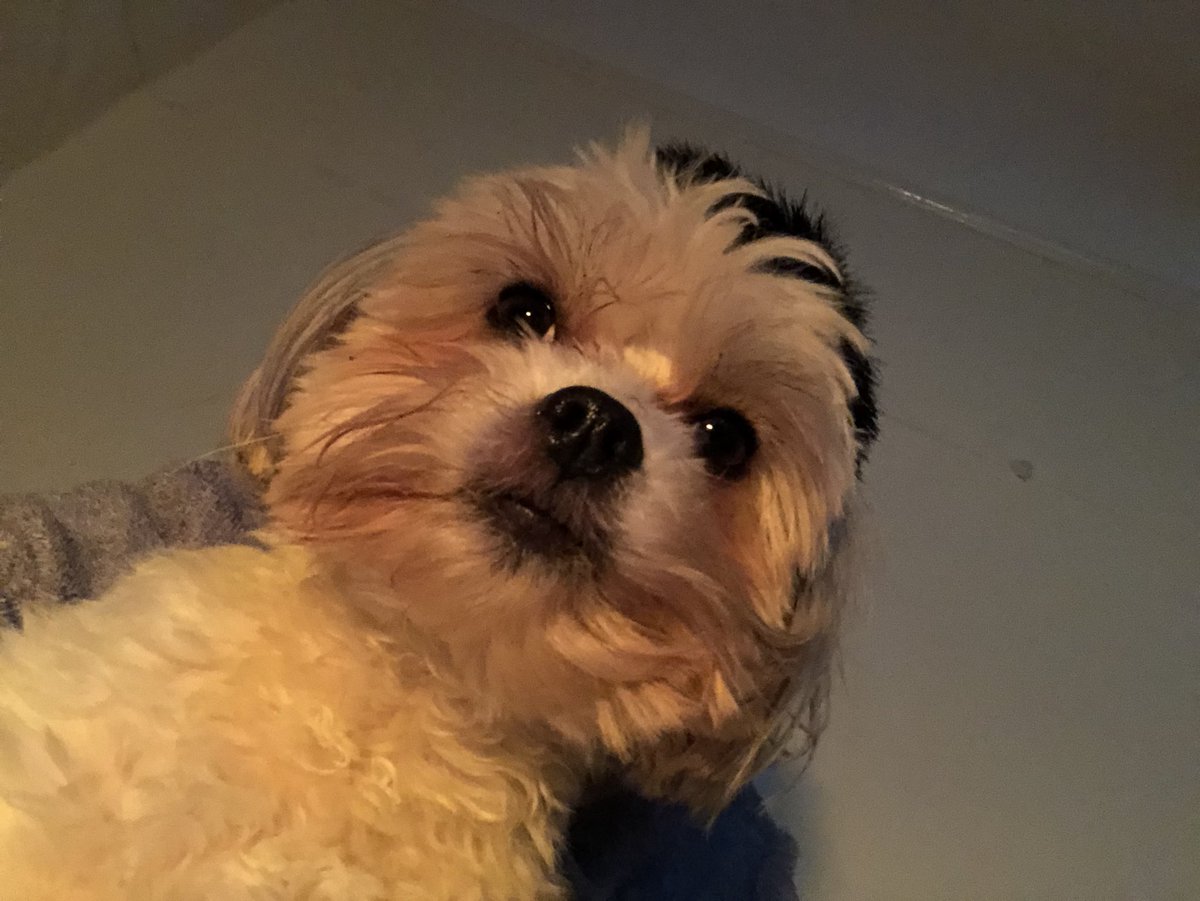 Puhthepuppy's tweet photo. Nooo Hooman it’s not about the footy it’s about me #FACup #facupdraw #wafc #MCFC #theFa #itsallaboutme #dogsofinstagram #dogsoftwitter #ZSHQ #sofasupporter #shorkie #iampuh 🐶🐾💕 https://t.co/m2IWJnoYjt
