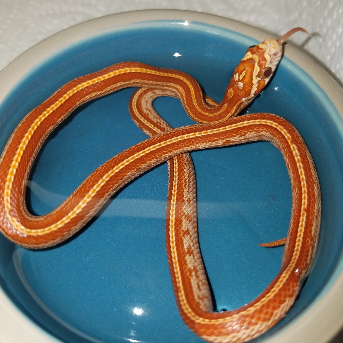 MidExoPets's tweet image. Two new additions.