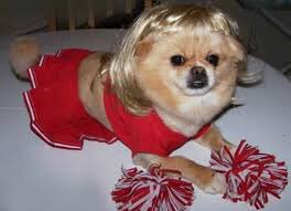 WhodunnitFANZ's tweet image. @sheri_marsh1 is a Pomeranian because she is small, cute and full of energy!! (And a bit clumsy... too soon?)