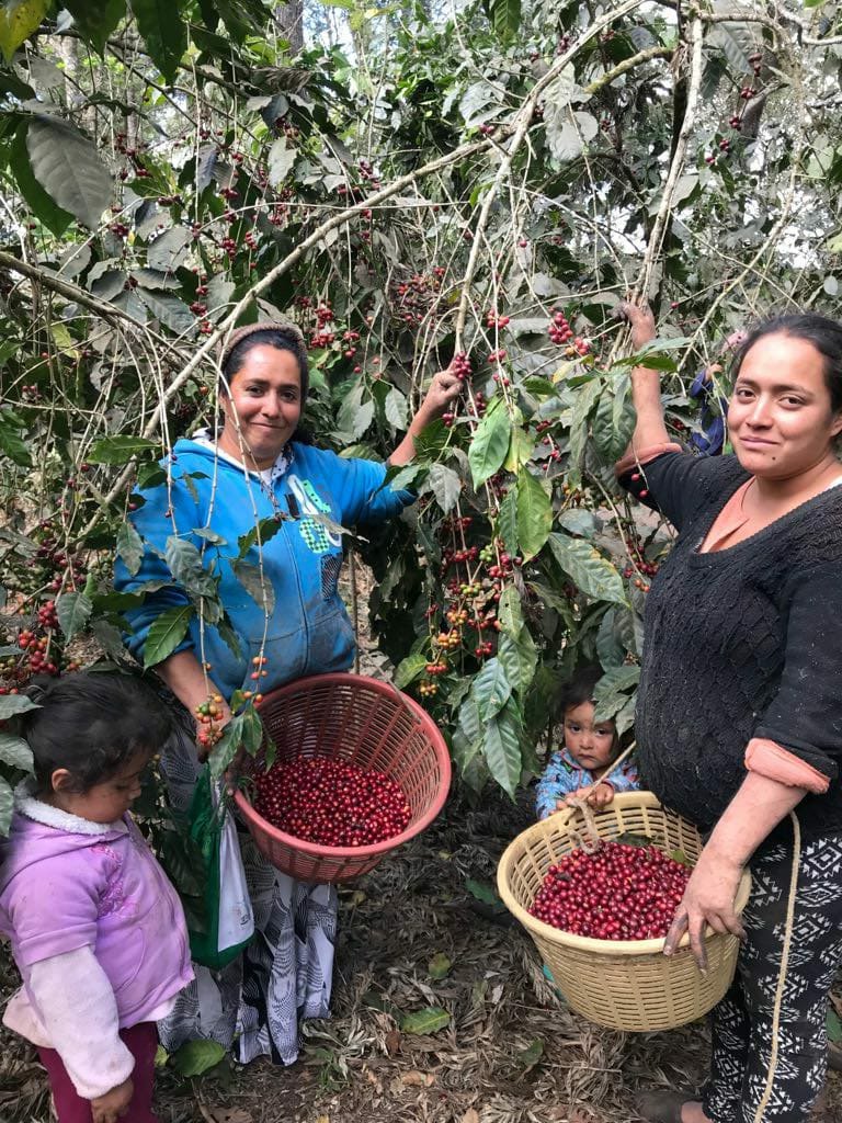 ConflictDevelop's tweet photo. It's coffee harvest season in Guatemala. We are launching our "Playing 4 Peace" youth program. We will help Mayan kids, the new generation of coffee farmers, become architects and leaders of peace. Teaching #inclusion #equality #compassion #respect #leadership through play. https://t.co/bJjLBp5qrw