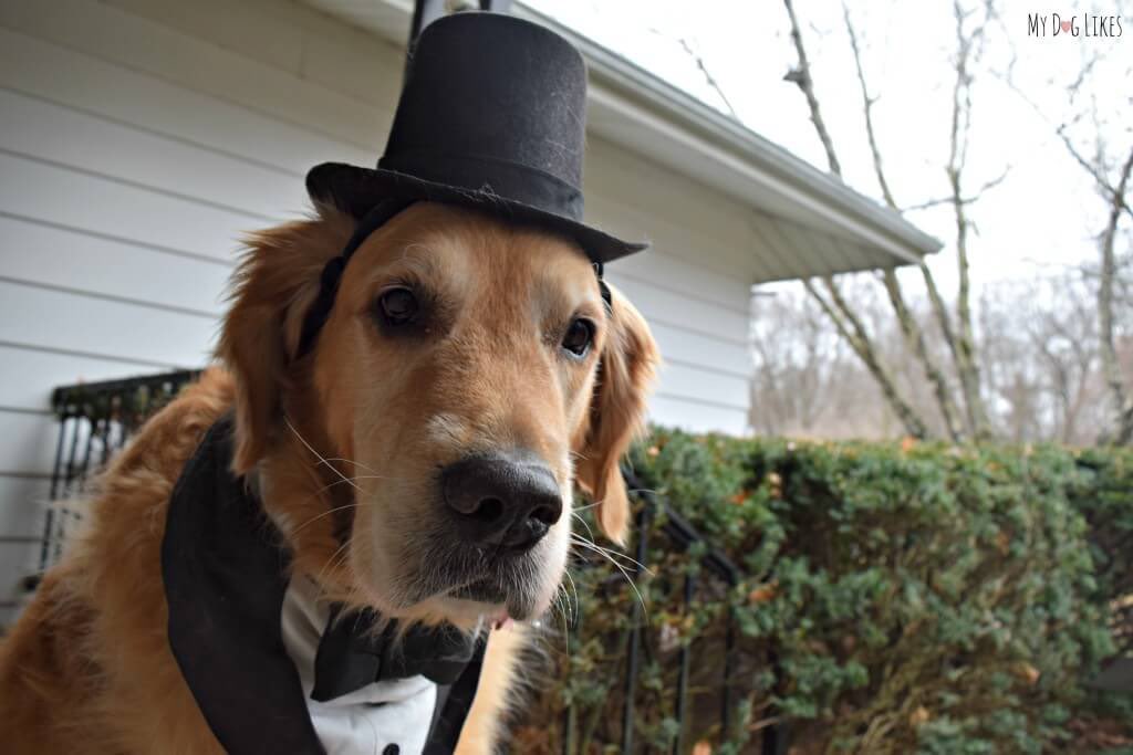 WhodunnitFANZ's tweet image. Giles is a golden retriever. He’s loyal and makes a great service dog. Also they both look dapper in a top hat! You can just see the resemblance.
