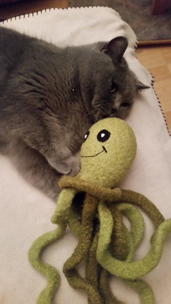 filzballjaeger's tweet photo. Look everypawdy what I've got! It's an original @clasicats Octopussy, and it's green! Mum says if I keep getting better, I may keep him, too. Hooray! #octopussycrew 💚🐙 https://t.co/CBvFoIirVg