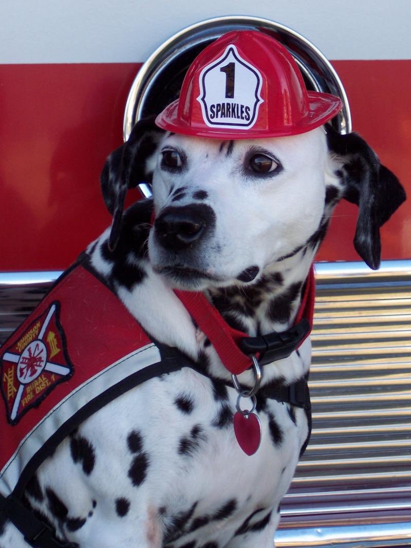 WhodunnitFANZ's tweet image. Dante is a Dalmatian because he is outgoing, not always the brightest crayon in the box and like a Dalmatian, Dante can’t actually put out fires, but he likes to think he can.