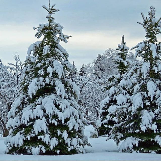 HomesteadResort's tweet image. Heber Valley winter beauty!

📷: @jeffyk_