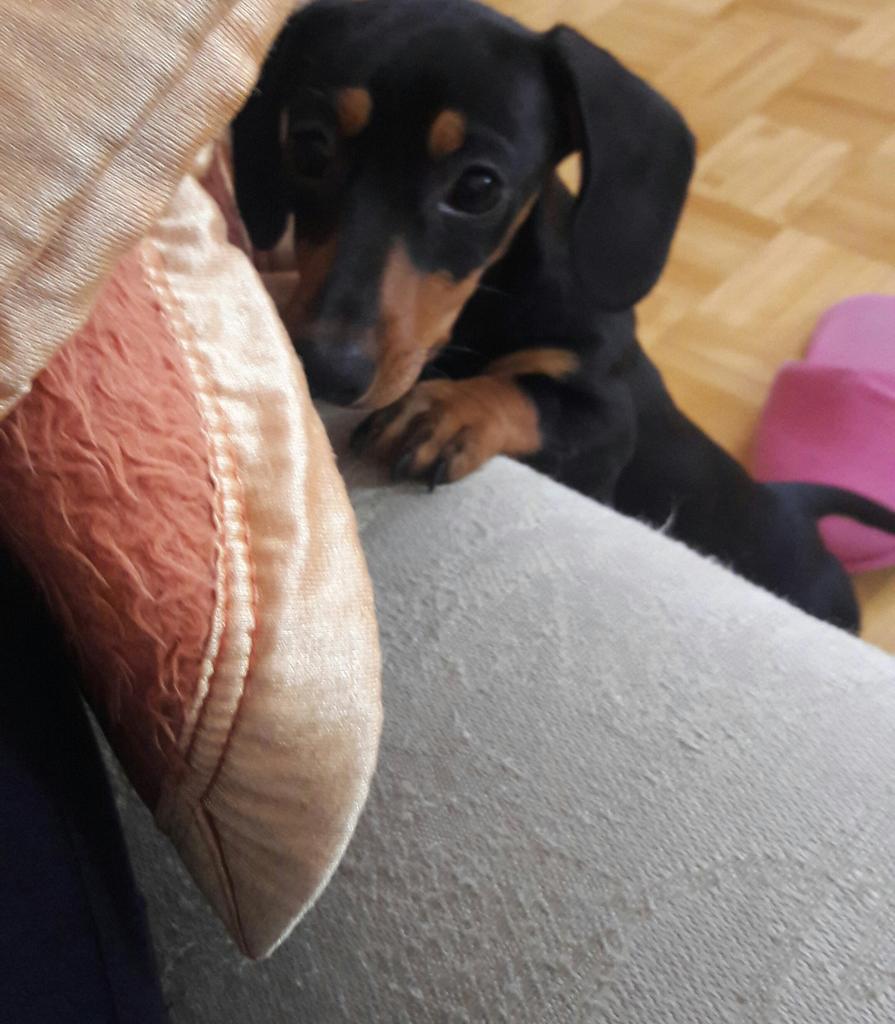 may_ramos's tweet photo. Meu grudinho 💕 https://t.co/sUKPzAKuet