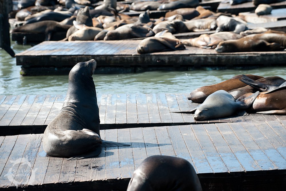 1. We ended yesterday with 238 sea lions on the dock. 