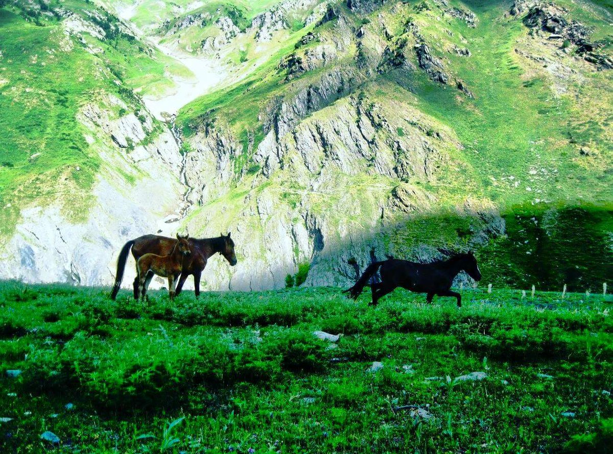 AstoreGB's tweet photo. Kala pani #Astore #Gilgit_baltistan
#AstoreGb #GilgitBaltistan #Pakistaninpicture #exploringGb #BeautifulPakistan https://t.co/NXMEBS598l
