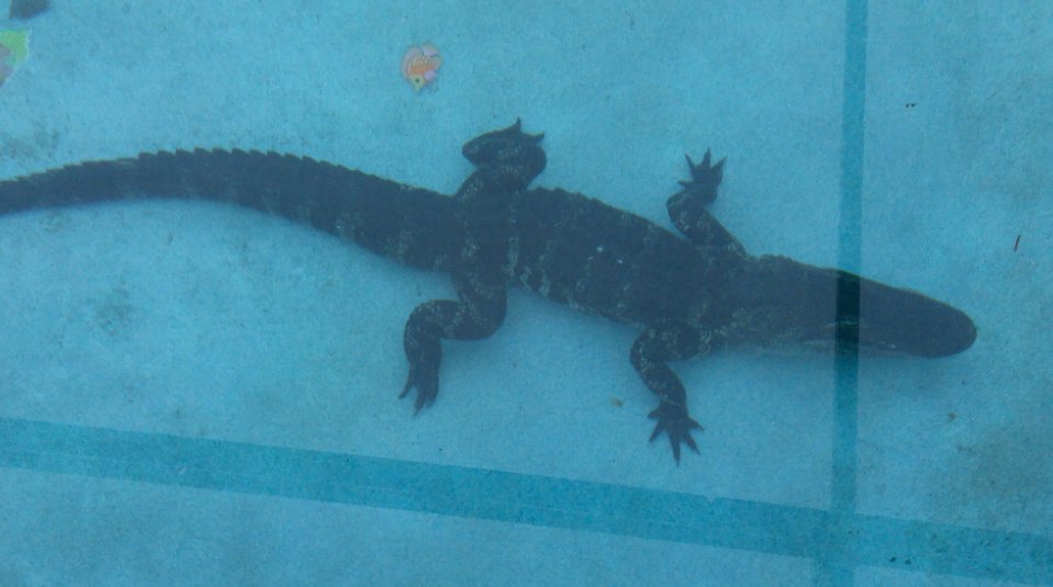 SunsetPools_Spa's tweet photo. Living in Chicago, you don't see #Alligators in your pool but this #Florida family did! Check it out here:
https://t.co/WsVOMTMXOt
#SunsetPools https://t.co/3fwEPqijCn