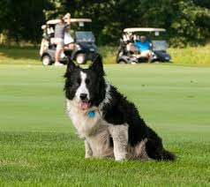 WhodunnitFANZ's tweet image. @AIwasinski is a border collie because they both have luscious hair, both are strongly opinionated and both are observant.