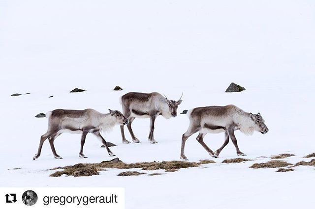 hemisfr's tweet photo. Photographier des rennes (reindeer), la chance !
#WildLifePhotography
#PicHemisOfTheDay 
#Repost @gregorygerault ・・・
Icelandic Reindeer enjoying the snow #easticeland #snowhour #iceland #reindeer #austurland #winter #iloveiceland #inspiredbyiceland #… https://t.co/WSz41auh14 https://t.co/M3y7Nqep8b