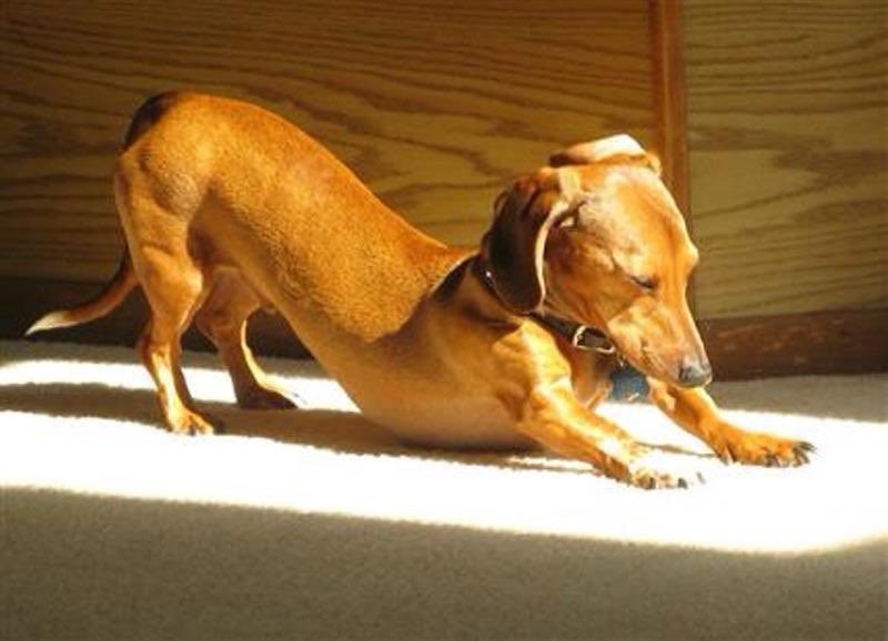 WhodunnitFANZ's tweet image. @the4thU is a wiener dog. Both are athletic and yoga-loving and neither can ride a horse.