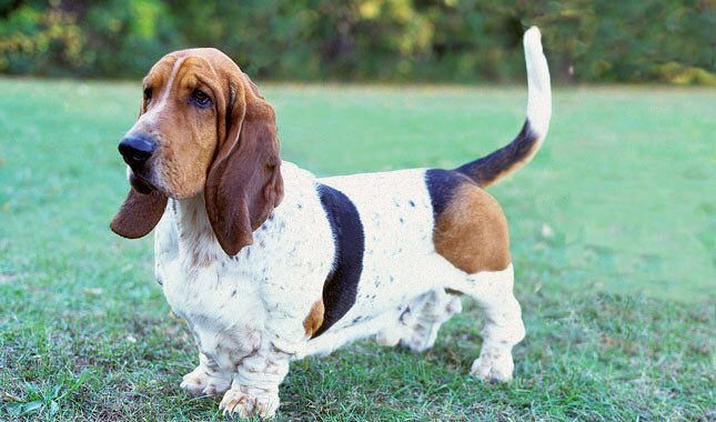 WhodunnitFANZ's tweet image. @Danadavis7777 is a basset hound because she is sweet, Sassy and independent. She’s also quick to sniff out a clue.