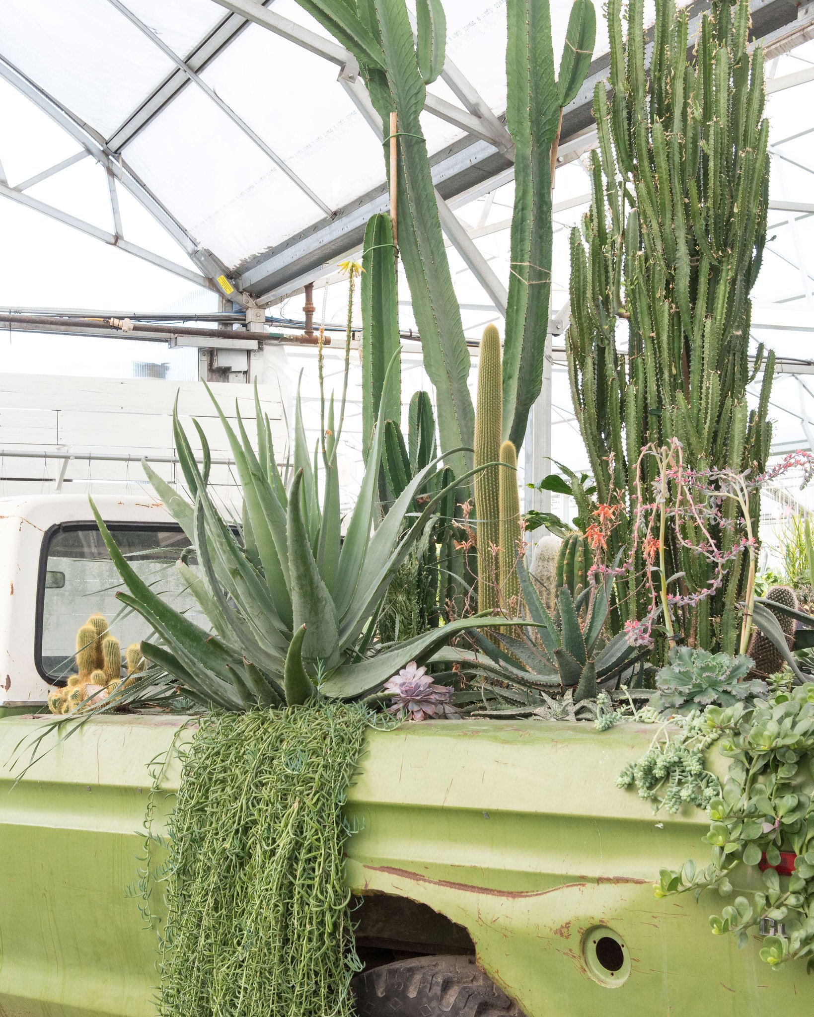 Mulhall S Nursery In Omaha ~ TheNurseries