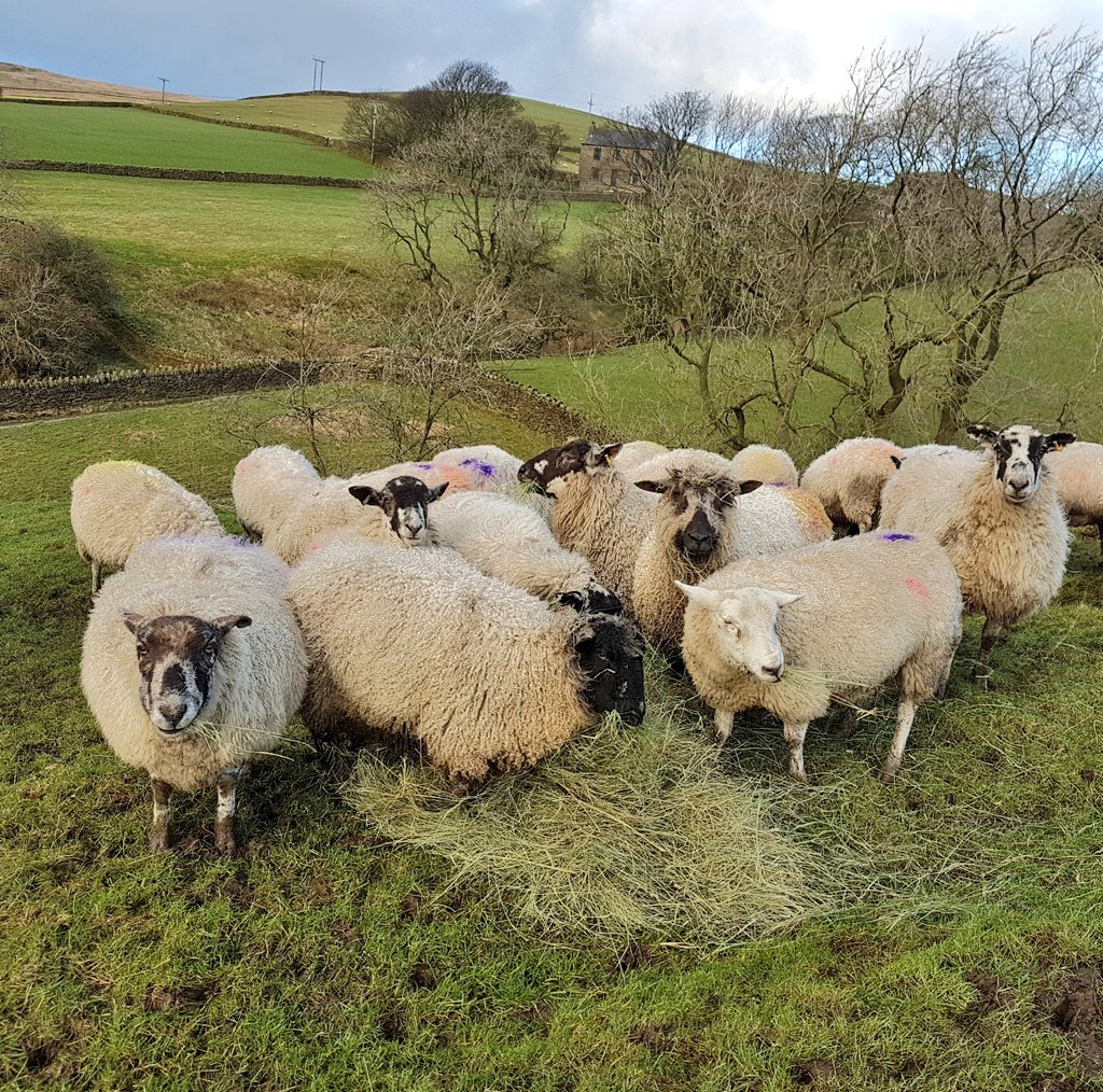 Dalesbrad Holsteins tweet media