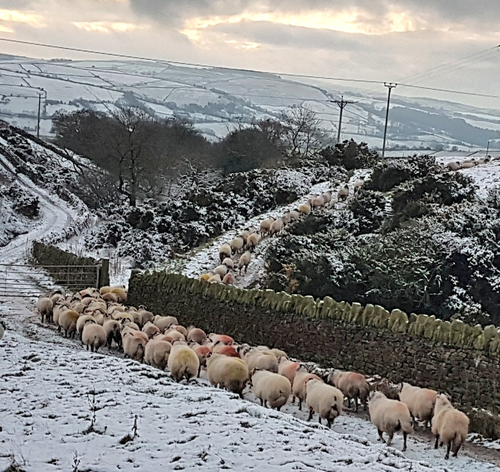 Dalesbrad Holsteins tweet media
