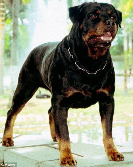 WhodunnitFANZ's tweet image. @RonniePadron is a Rottweiler because he is defensive, loyal and very smart. However, unlike Ronnie, Rottweilers don’t like hot tubs... or pools... or baths.