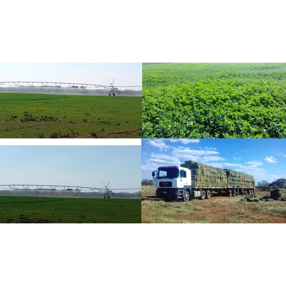 PRGameBreeding's tweet image. The Purple Rain Game Breeding lucerne fields are looking great! 

We are selling lucerne at R55 a bale! 

Colin +27 76 149 9703 

#PurpleRainGameBreeding
#GameBreedersSouthAfrica
#LucerneForSale
#LucerneBales
#LucerneForSaleLimpopo
#LucerneSouthAfrica
