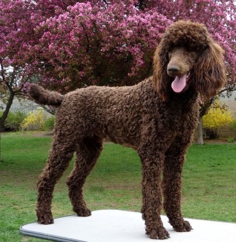 WhodunnitFANZ's tweet image. @actingfamous_ is a poodle because poodles are good at figuring out how to eat what they want. Also, they look alike.