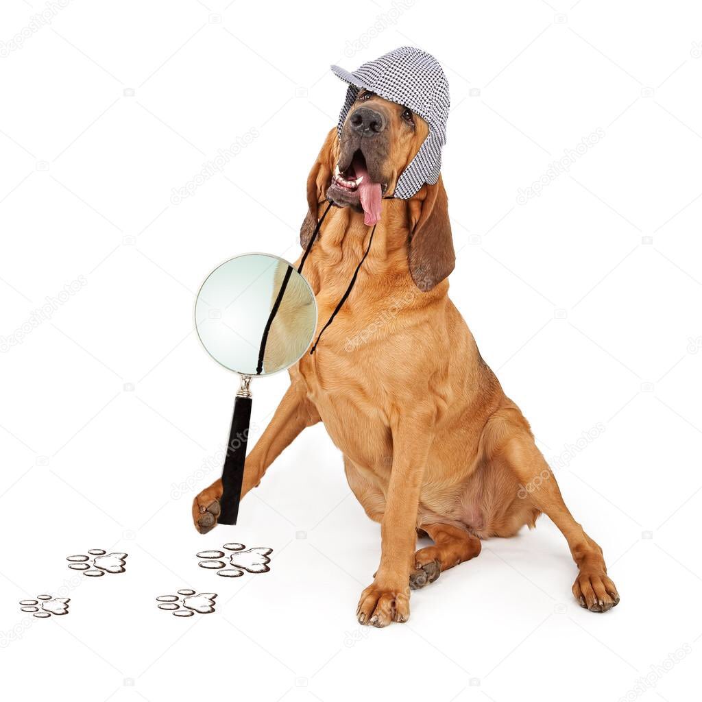WhodunnitFANZ's tweet image. @Kam_Perez is a Bloodhound. He’s arguably the smartest of the bunch and he’s incredibly good at finding clues. Both are extroverted and protective.