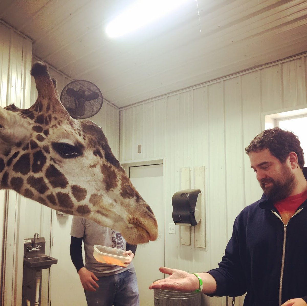 Are you brave enough to feed the animals? 
Check out our visit to Wilstem Ranch on The Rendezvous Spot now!
therendezvousspot.com/2018/02/16/wil…
#wilstem #animalencounter #midwestadventure #h2gindiana #indiana #roadtrip #seeingamerica