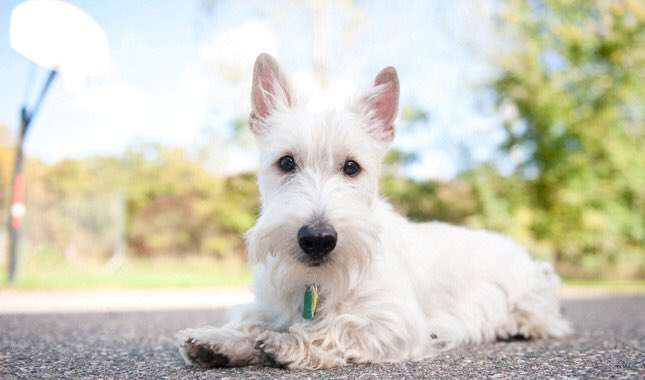 WhodunnitFANZ's tweet image. Finally, @CrisCrotz (the @WhodunnitKiller ) is a Scottish terrier. She’s cunning and devious, yet elegant and seemingly innocent.