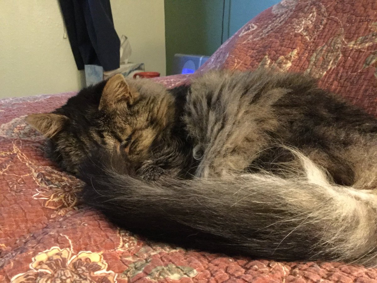 JeffR914's tweet image. βIt is an awkward fact that they can keep half an eye open watching while they sleep, if they are suspicious.β
JRR Tolkien, The Hobbit