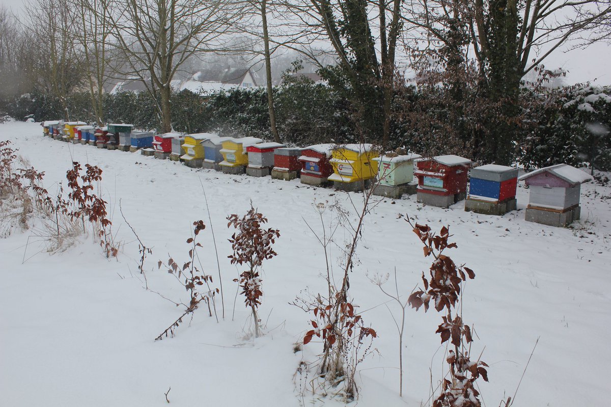 1tpla's tweet photo. Magnifiques photos sous la neige, partagées par Éric Franquelin, votre Apiculteur en Picardie  🐝🐝🐝 https://t.co/iMEMG3pI5M