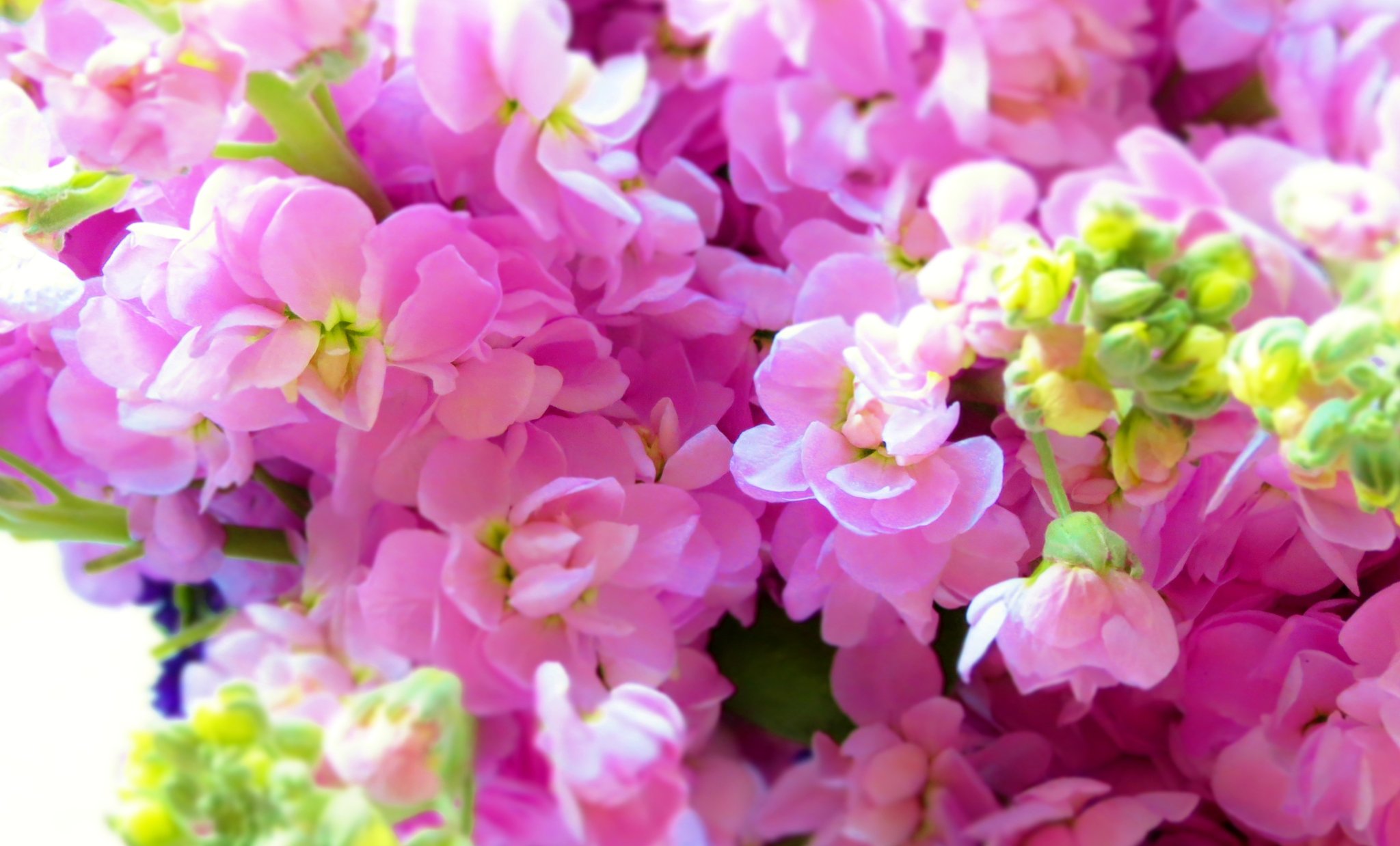 تويتر 花 على تويتر 2月日の花 ストック 花言葉 思いやり アブラナ科アラセイトウ属 別名 アラセイトウ 原産地 南ヨーロッパ 古代ギリシャでは薬草として利用 リチャード カールソン 米国の作家 思いやりは 訓練で養うことができる それには تويتر 花 على تويتر 2月日の花 ストック 花言葉 思いやり アブラナ科アラセイトウ属 別名 アラセイトウ 原産地 南ヨーロッパ 古代ギリシャでは薬草として利用 リチャード カールソン 米国の作家 思いやりは 訓練で養うことができる それには