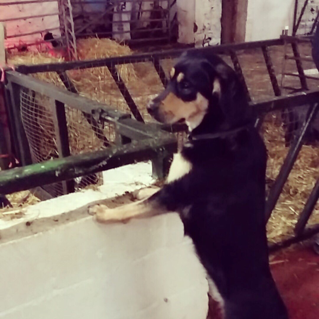 Maggie really has been enjoying getting involved during this half term! She’s grown so much! #baby #puppy #love #animals #fun #workingdog #pet