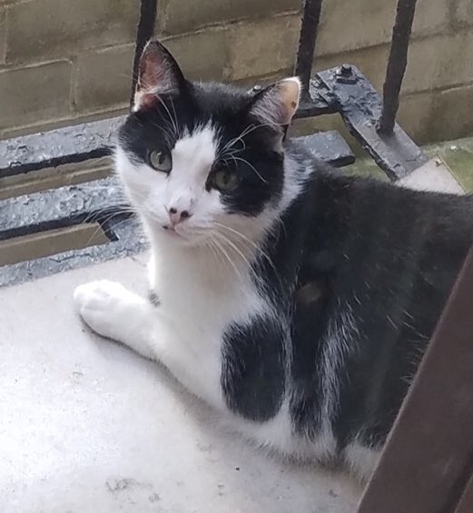 🚨LOST IN #EASTHARLEM -
UPDATE: Spotted (Sunday 2/18) on path in Washington Houses on 3rd Ave btw 101-102nd...
Lost from Lex Ave. btwn 100th &amp; 101st Friday, Feb 16 8pm
3yr Neutered male named Ashy
EXTREMELY FRIENDLY
B&amp;W(Tuxedo)
no microchip. <a href="/harlemcats/">HarlemCats</a> <a href="/NYPD23Pct/">NYPD 23rd Precinct</a>