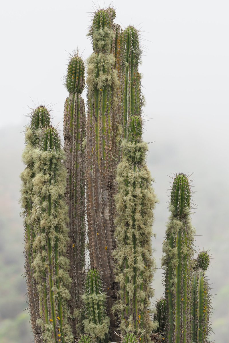 TimBoeh's tweet photo. #Eulychnia spp #Cactaceae endemic #Cactus genus from the #Atacama #desert. In our Atacama project #crc1211 #Evolution at the dry limit (https://t.co/aCmIWcRrWs) we study gene flow along a latitudinal gradient #microevolution #population #Genetics #BotanicMonday #Istudyevolution https://t.co/XkSpimKTS5
