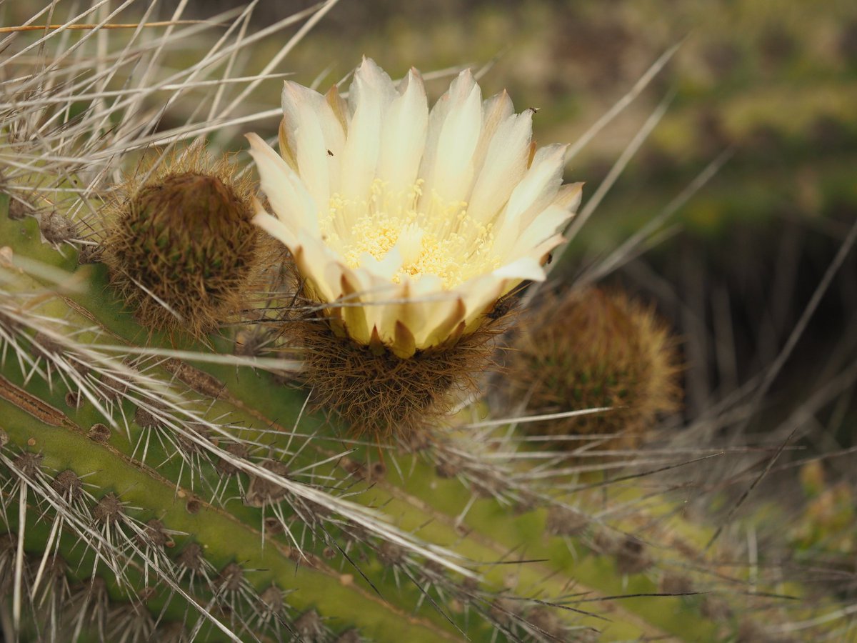TimBoeh's tweet photo. #Eulychnia spp #Cactaceae endemic #Cactus genus from the #Atacama #desert. In our Atacama project #crc1211 #Evolution at the dry limit (https://t.co/aCmIWcRrWs) we study gene flow along a latitudinal gradient #microevolution #population #Genetics #BotanicMonday #Istudyevolution https://t.co/XkSpimKTS5