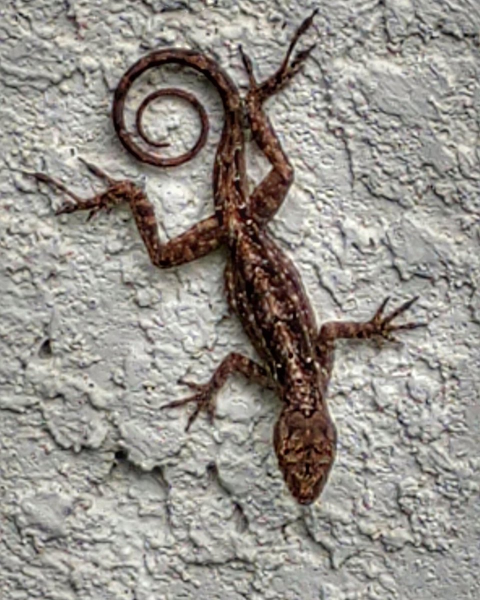 AudreyATucker's tweet photo. This #gecko struck the perfect pose. (Melbourne, FL) https://t.co/eLS3QgDQzN