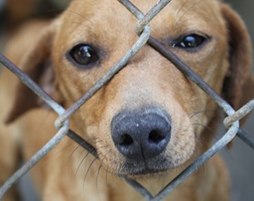 SledDogsFilm's tweet photo. Each year, 2.7 million adoptable dogs and cats are euthanized in the United States #choosecompassion #adopt https://t.co/UV4o9X2mf9 https://t.co/24YfGqSWIp