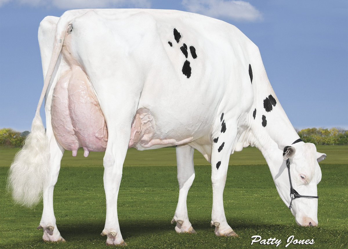 #MammaryMonday with the master himself, 250HO1009 BREWMASTER! From Maple Wood Farms in ON, Bofran Brewmaster Frima recently scored EX-92 with an EX-94 Mammary System.